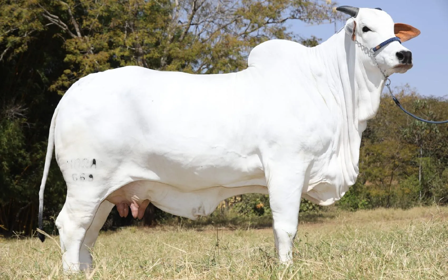 Vaca nelore mais cara do mundo e avaliada em R$ 21 milhões é de origem goiana; veja fotos | O Popular