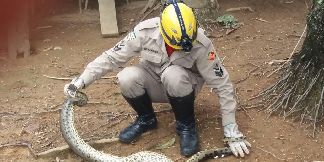 Sucuri verde é resgatada pelos bombeiros no quintal de casa em Goiás;  conheça a espécie, Goiás