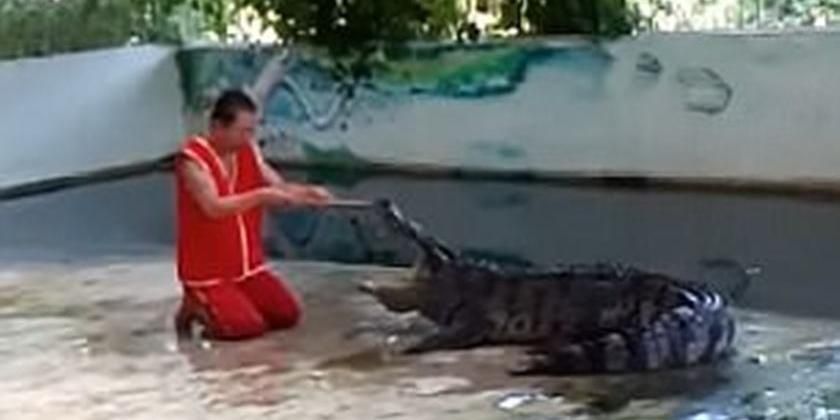 ONG denuncia morte cruel de crocodilos para virar Louis Vuitton