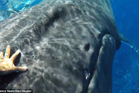 Baleia protege mergulhadora de tubarão escondendo-a sob sua barbatana; veja  vídeo