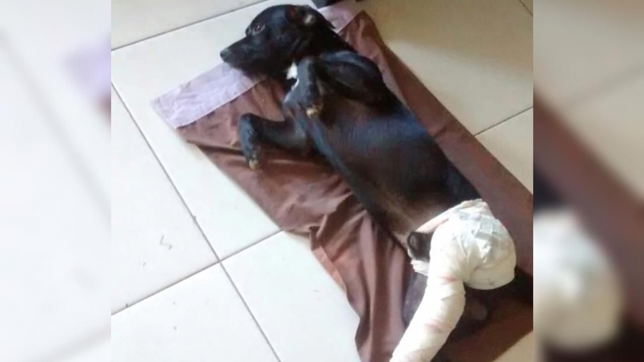 Cachorro mais alto do mundo morre após complicações por amputação nos EUA