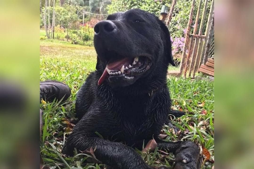 Animais afetados pelo desastre em Brumadinho ganham ensaio de Natal -  Gerais - Estado de Minas