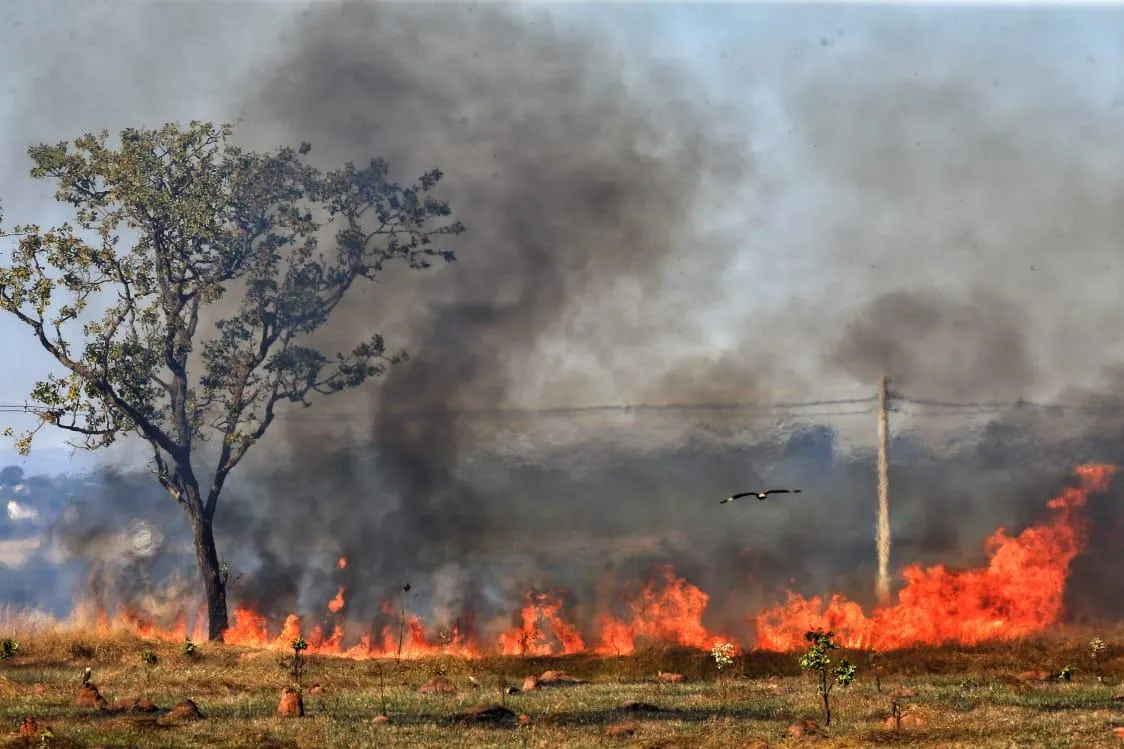 Apague o fogo com um balde de água. incêndios florestais no verão