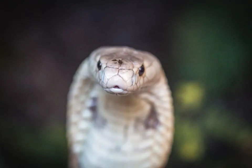 Planeta Animal - Cobras 
