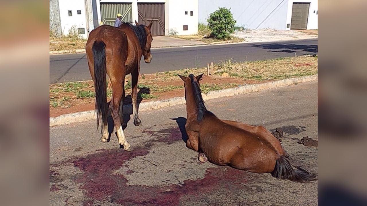 Acidente em estrada da Argentina mata 10 cavalos