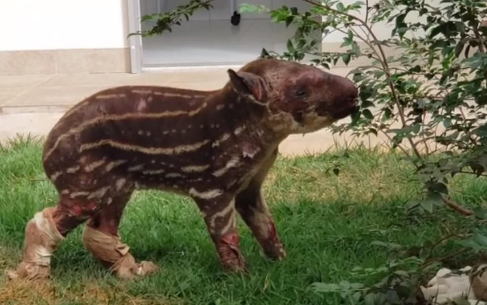 Macaco em zoológico liga para número de emergência e mobiliza