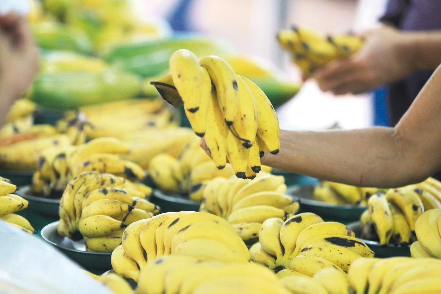 banana economia