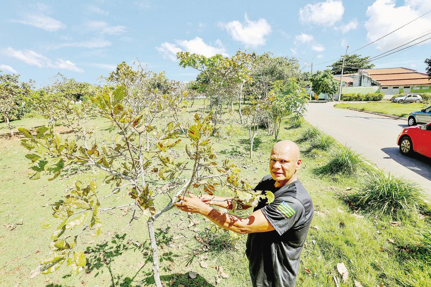 Moradores transformam lotes de Goiânia em hortas urbanas