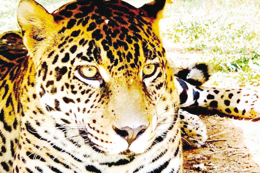 Um Símbolo Velho Do Carro Do Jaguar Fotografia Editorial - Imagem