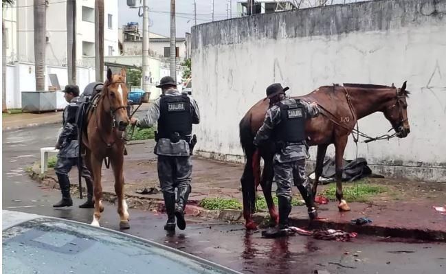 Conheça um pouco mais sobre a Cavalaria da Polícia Militar - SSP