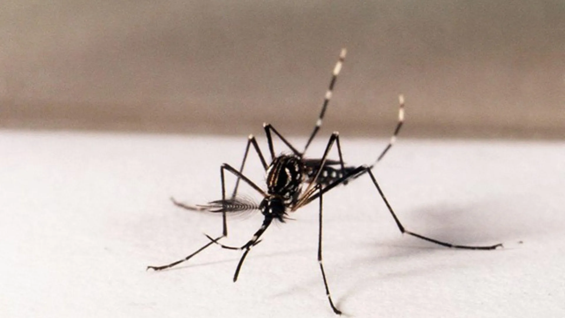 Lançamento: Contra a Dengue 2 Na Cidade