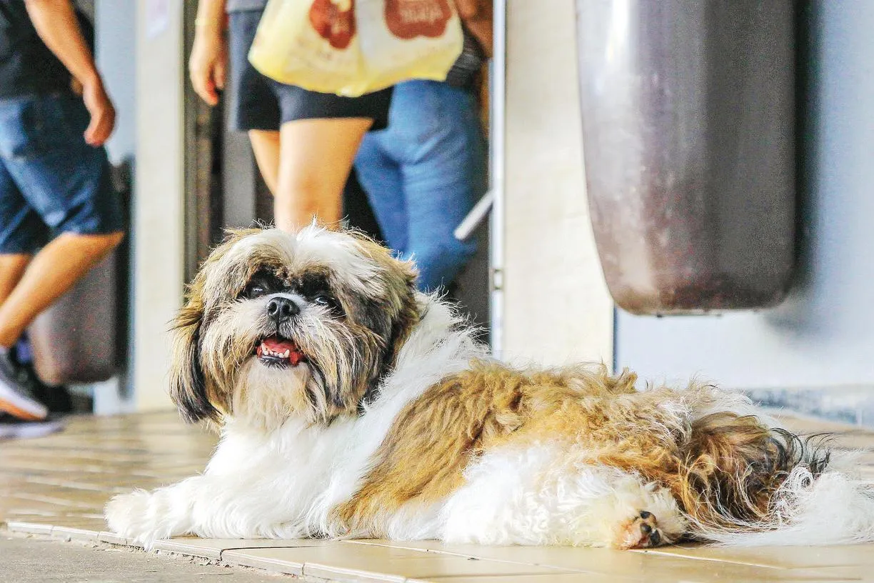 Shih-tzu brasileira é a grande vencedora da premiação 'Melhor Cão