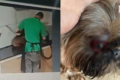É crime agredir ou matar um cachorro?