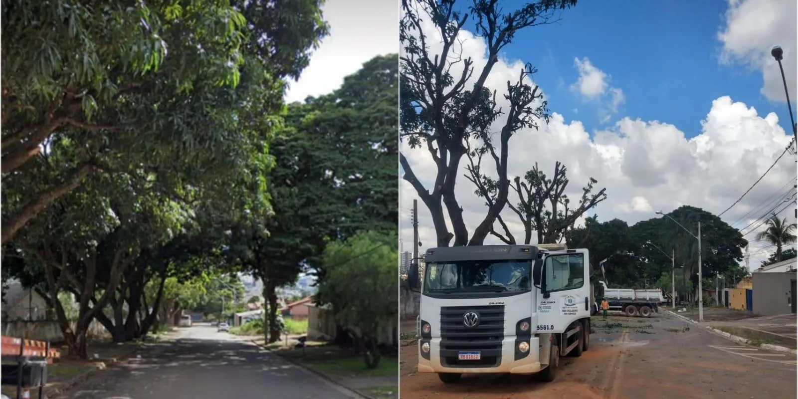 Filhotes de gato são resgatados de saco de lixo em SP: 'Pensei que