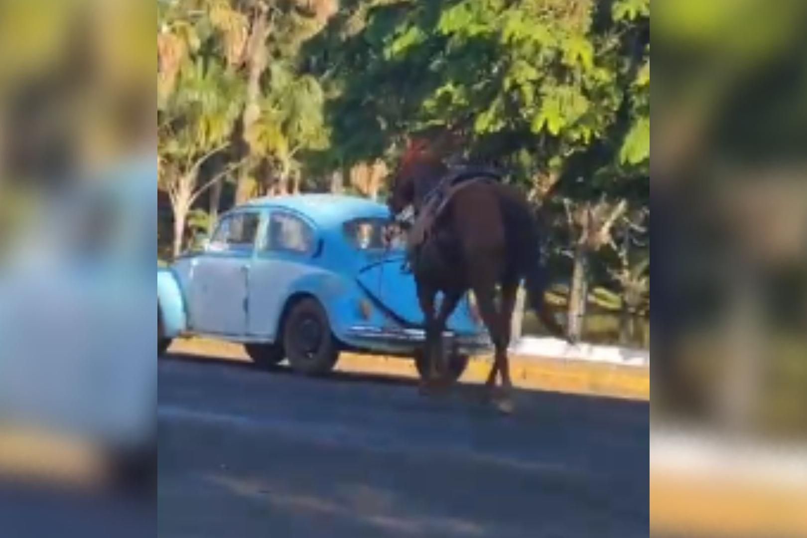 Homem é preso suspeito de furtar cavalo e tentar vendê-lo por R
