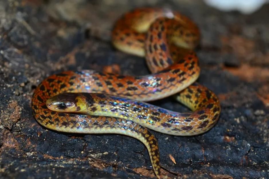 Cobra raríssima é encontrada em expedição no Cerrado