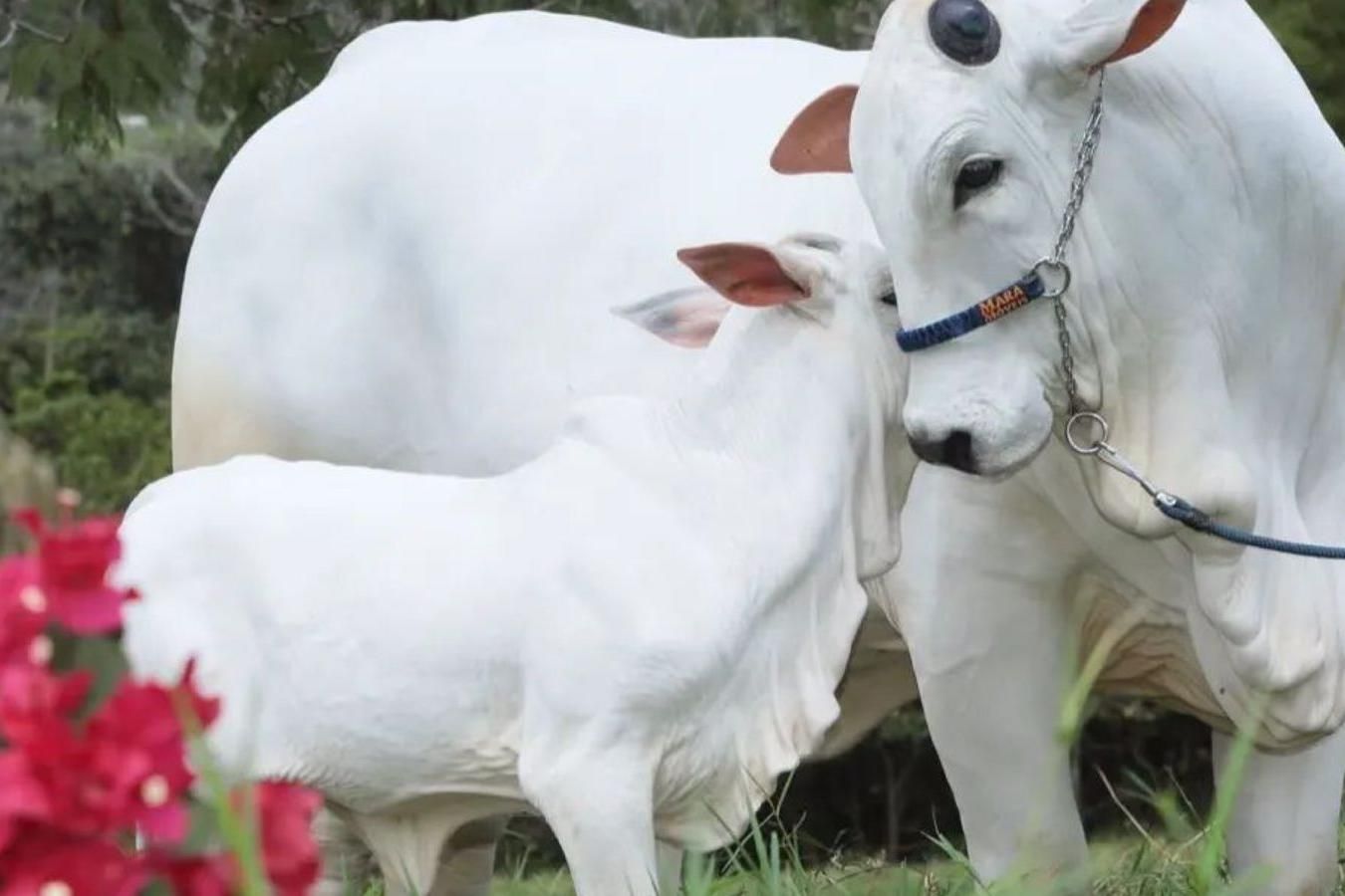 Vaca mais cara do mundo: conheça as 'tias e irmãs' da nelore goiana avaliada em R$ 21 milhões | O Popular