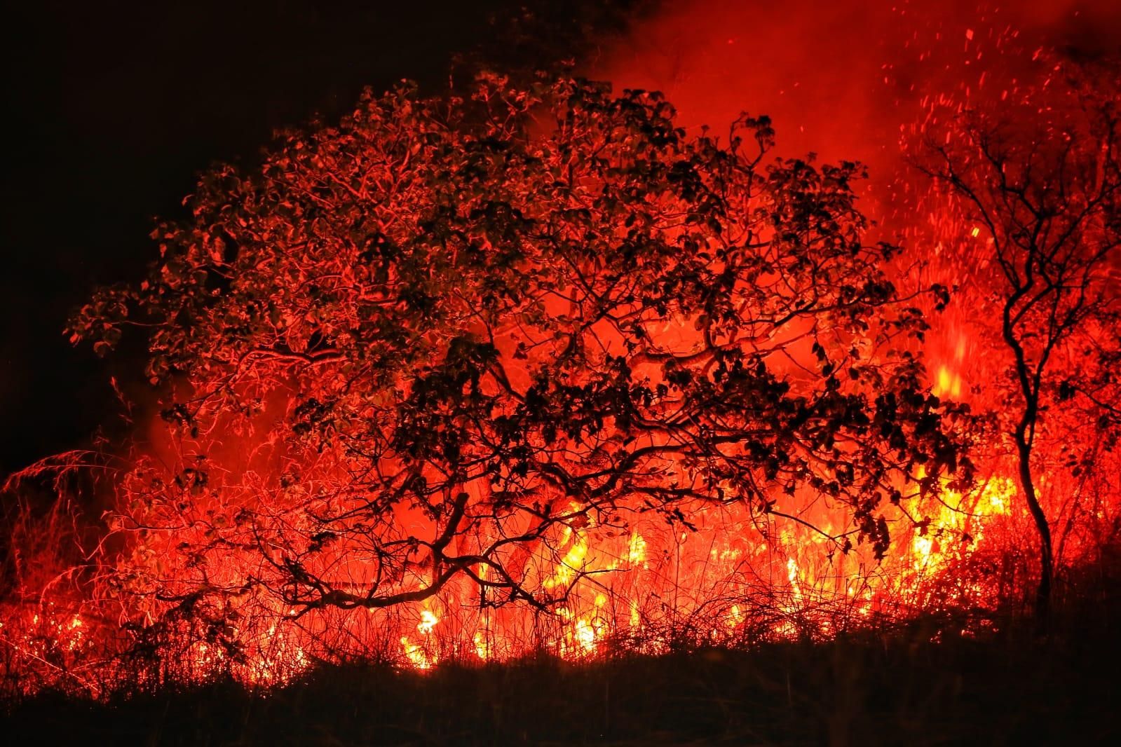 Apague o fogo com um balde de água. incêndios florestais no verão. plano