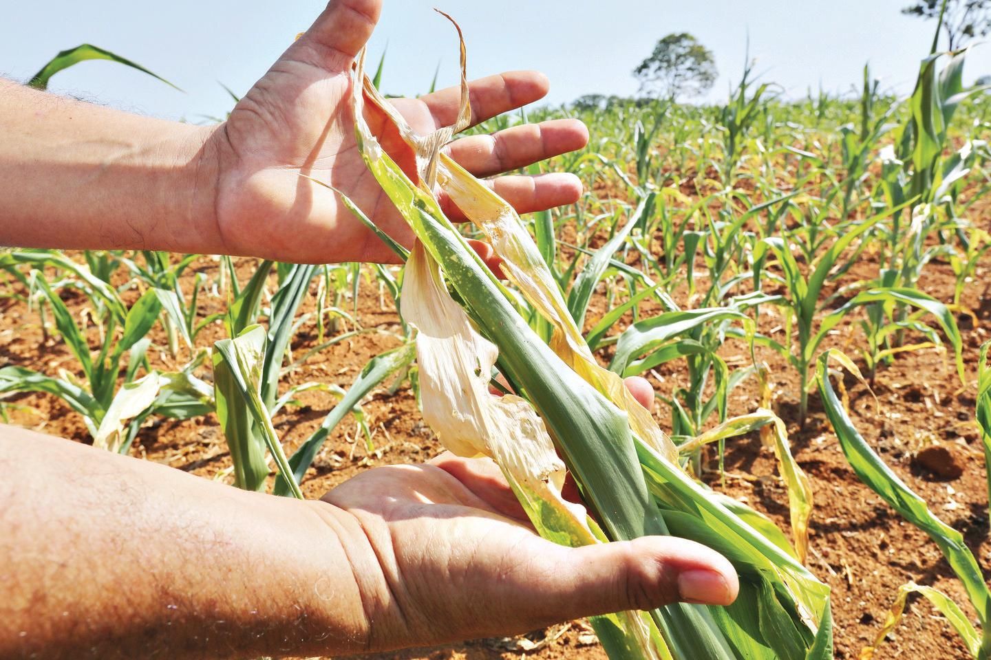 Venda de moto sobe 20% e espera por veículo mais econômico leva meses -  Economia - Campo Grande News