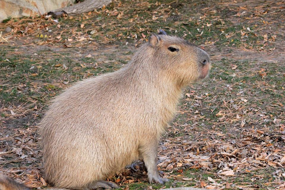 Qual capivara você é?