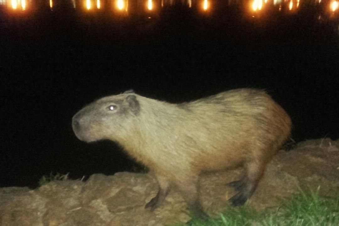 Depois de jacaré tinga capivara é flagrada no parque Vaca Brava O Popular