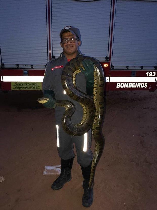 Após meses desaparecida, serpente Píton de mais de 4 metros é