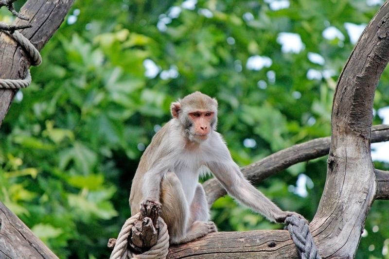 Quebra Cabeça Infantil Madeira Animais Filhote Macaco 13 Pçs