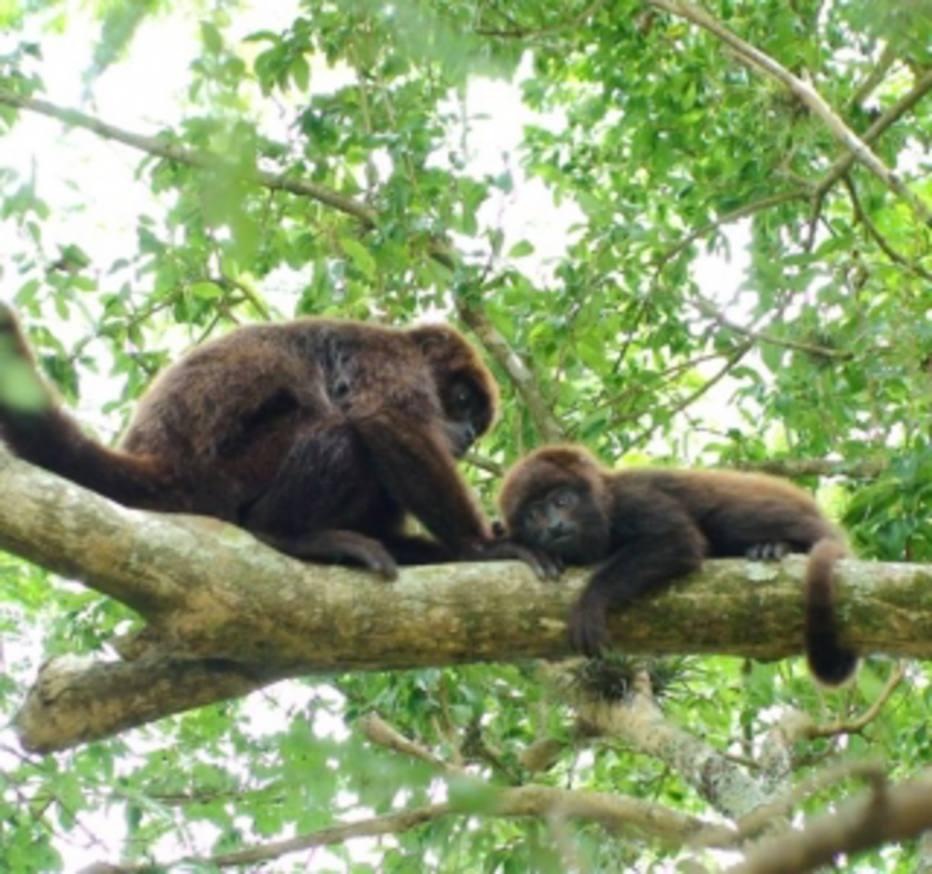 Macaco ou primata? Entenda as diferenças entre os termos