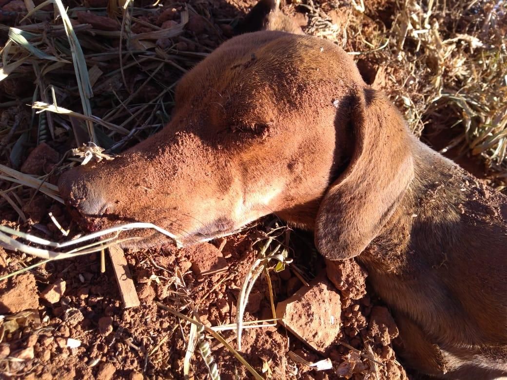 Após ultrapassagem, carro bate contra cavalo e mata passageira em Goiás