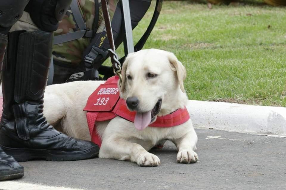 VÍDEO: Bombeiro que trabalhou em Brumadinho mostra resgate emocionante de  cão