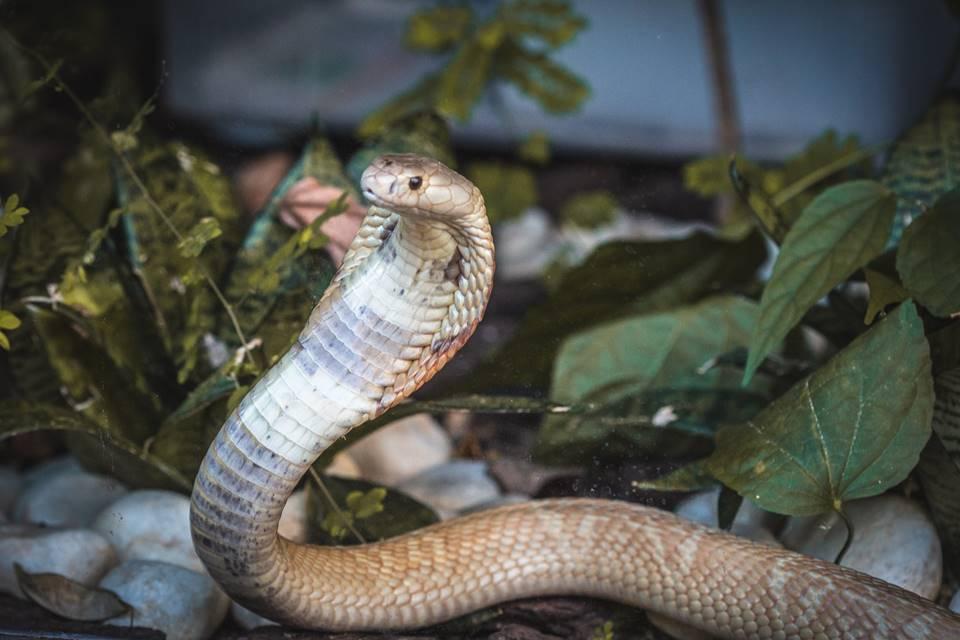 Sem soro no Brasil, serpente apreendida no Distrito Federal pode