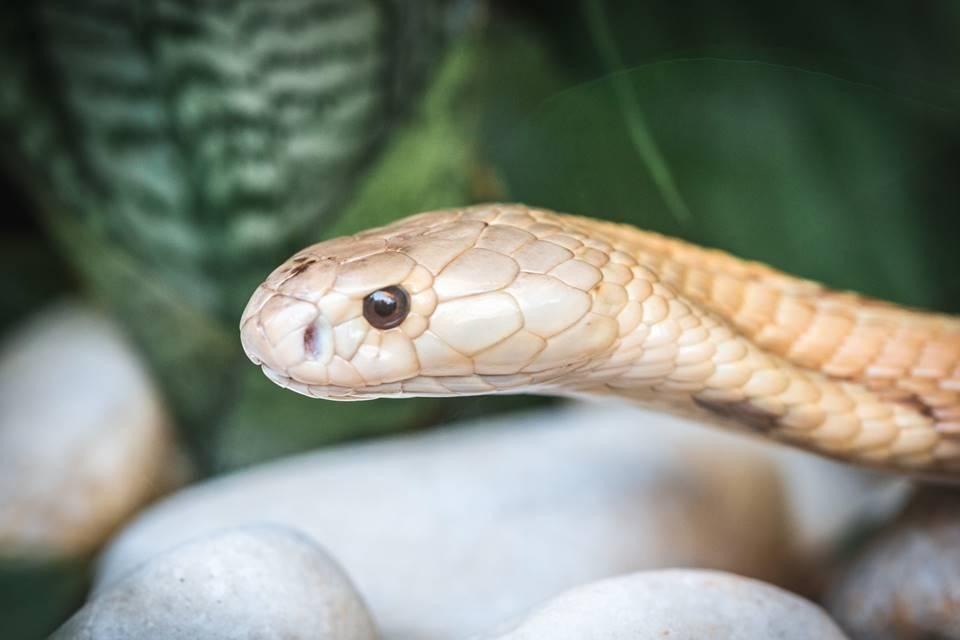 Jogo Do Executor Com Cobra Durante Uma Mostra Em Um Jardim Zoológico Foto  de Stock Editorial - Imagem de animal, pessoa: 96099998