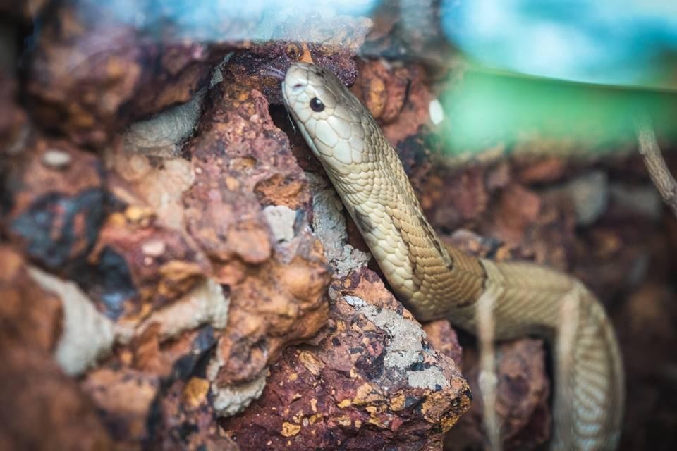 Naja azul Parte 1 #cobra #serpente #naja #animalsilvestre #defesadafau