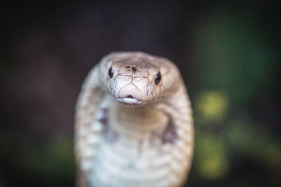 Sem soro no Brasil, serpente apreendida no Distrito Federal pode