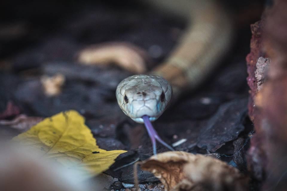 Naja azul Parte 1 #cobra #serpente #naja #animalsilvestre #defesadafau