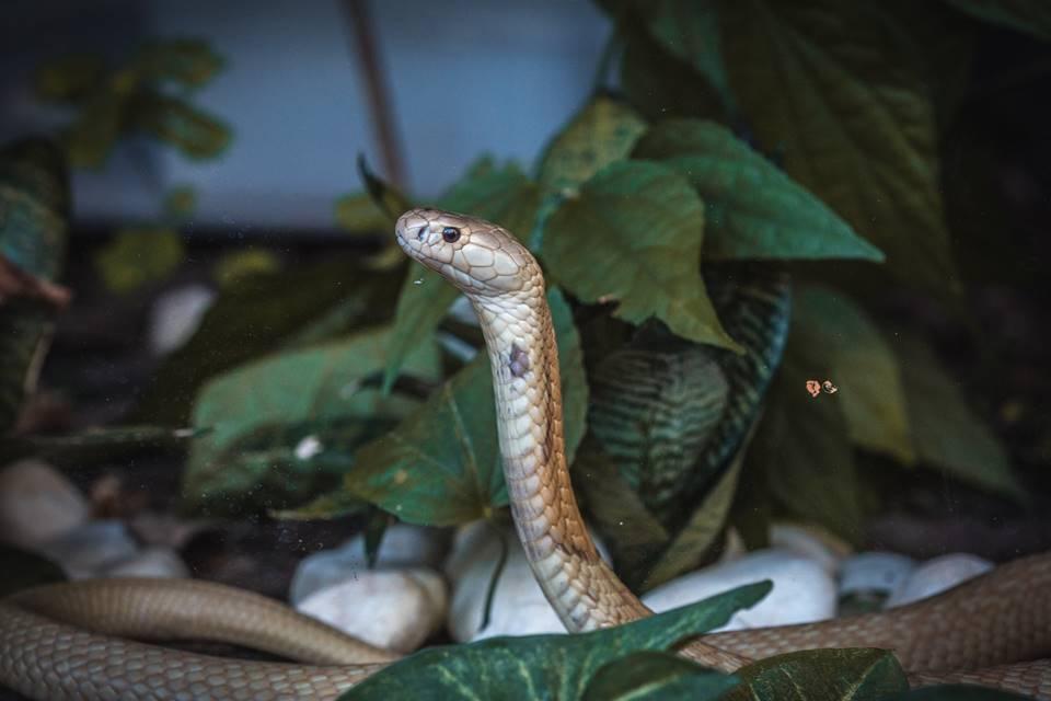 Jogo Do Executor Com Cobra Durante Uma Mostra Em Um Jardim Zoológico Foto  de Stock Editorial - Imagem de animal, pessoa: 96099998