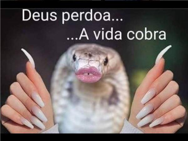 Cobra Naja de Brasília vira a queridinha da internet brasileira: veja os  melhores memes