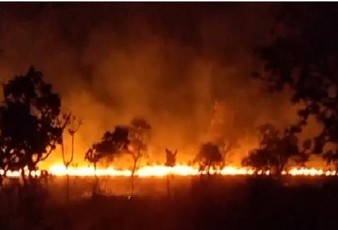 Queima de incêndio à noite, fogo na floresta, Vetor Grátis em 2023