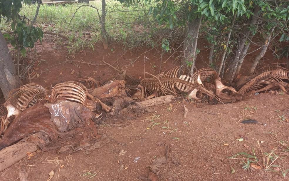 Alguém anda a matar cavalos a tiro. Já foram encontrados 20 abatidos