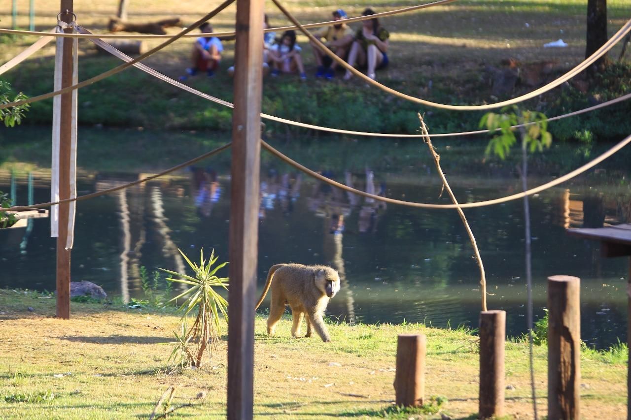 A CADA SEGUNDO QUE PASSA ESSE NOVO MACACO CRESCE CADA VEZ MAIS NO