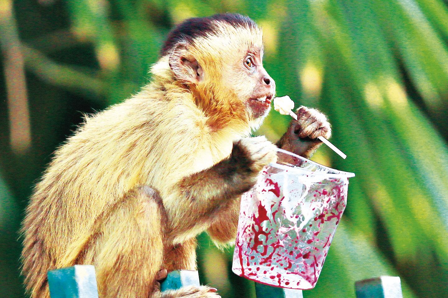 Macaco obeso por causa dos turistas posto em dieta