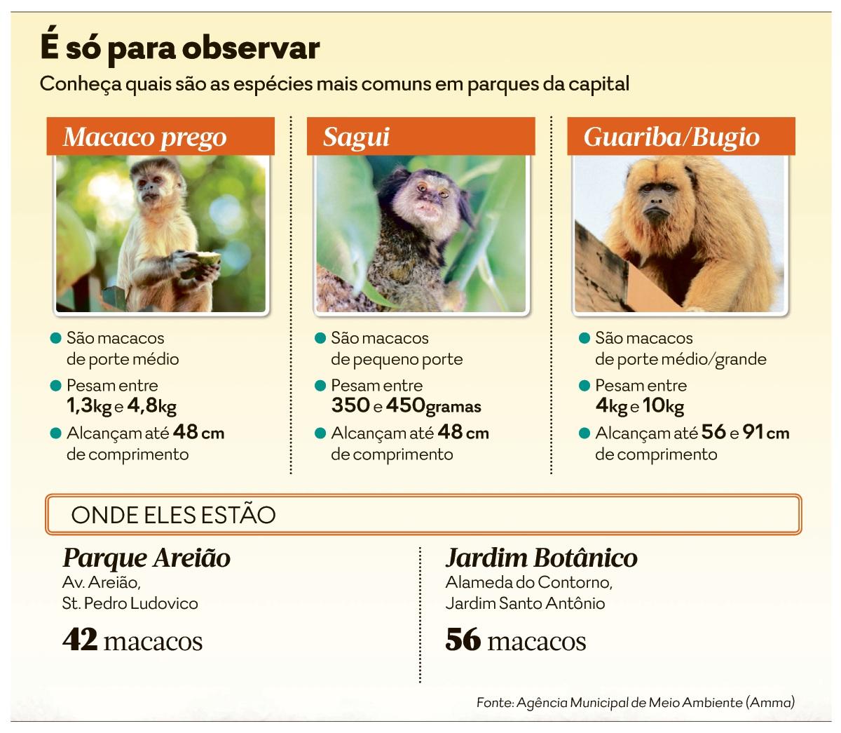 Macaco obeso por causa dos turistas posto em dieta