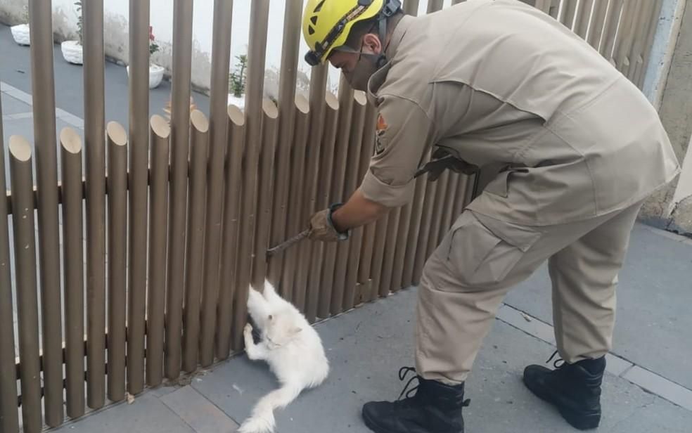 Polícia investiga se mulher aparece em vídeo dando loló a gatinho