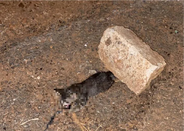 Polícia investiga se mulher aparece em vídeo dando loló a gatinho