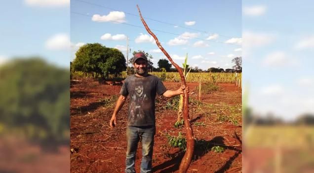 Trabalhador rural morre após ser atropelado por trator em fazenda de Goiás, Goiás