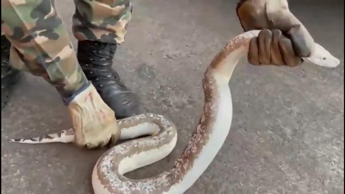 Vídeo mostra cobra caninana que sempre volta na mesma casa; 'a