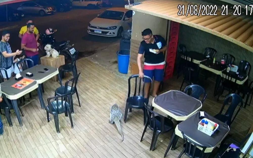 Ouriço entra em lanchonete e assusta clientes em Goiânia; vídeo