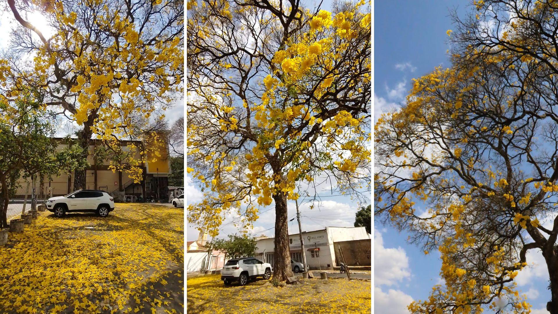 Você sabia que Goiânia tem ruas repletas de ipês? Sim! A gente tem. D