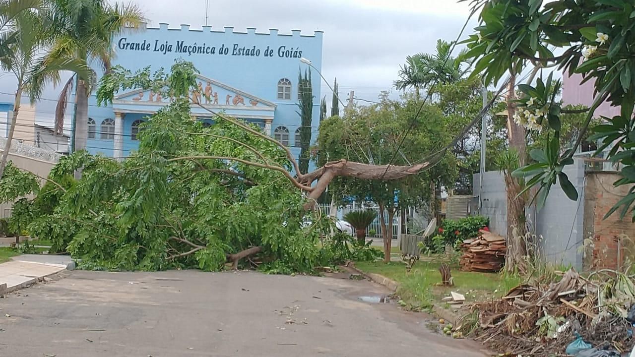 FOTOS: vento provoca queda de árvores, falta de energia elétrica e