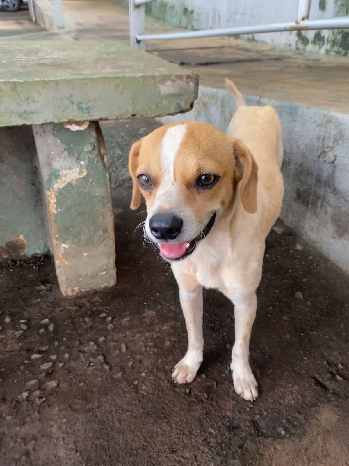 É crime agredir ou matar um cachorro?